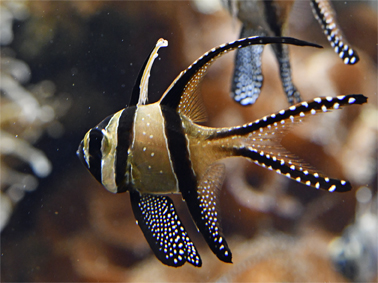 florafauna: Fische fotografiert von Rolli Stuber